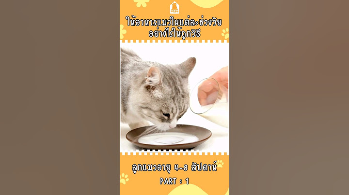 ให้อาหารลูกแมว 4 -8 สัปดาห์(1)  #cat #แมว #แมวน่ารัก #ทาสแมว #เลี้ยงแมว #meowbarn #เหมียวบาน
