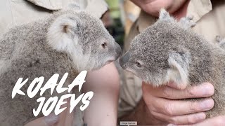 Koala Joeys