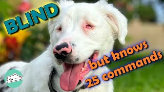 Man Teaches BlindDeaf Dog Unique Way to Communicate | Cuddle Dogs