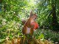 A short film about squirrels, photography and luck.