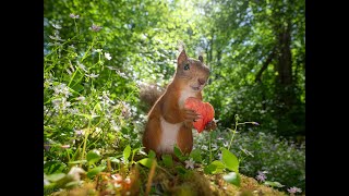 A short film about squirrels, photography and luck.