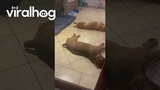 Boerboels Destroy Their Beds || ViralHog