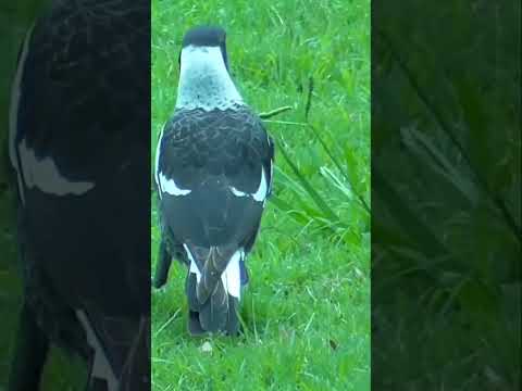 Australian Magpie running walking on the grass during Autumn #shorts