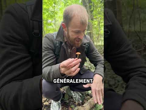 Vidéo YouTube