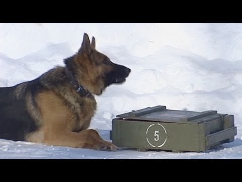 كلاب الجيش الروسي تستخدم الموبايل