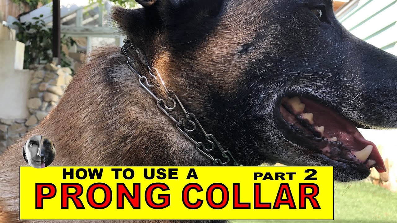 using a pinch collar for training