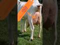 معلومات عن سلالة ماعز السانين الماعز الحلوب Saanen Goat Shorts معلومات عن سلالة ماعز السانين الماعز الحلوب Saanen Goat Shorts