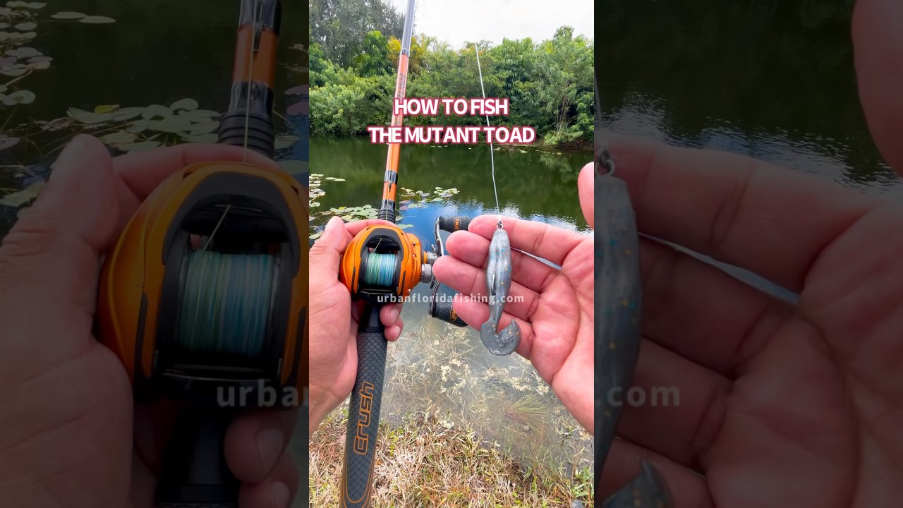 How to fish the Mutant Toad #urbanfloridafishing #fishing #bassfishing  #topwaterfishing 