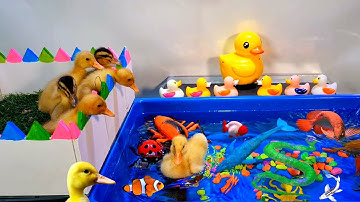 Tổng hợp video cá cảnh đẹp, động vật dễ thương, vịt, cá lia thia, cá betta, cá voi xanh