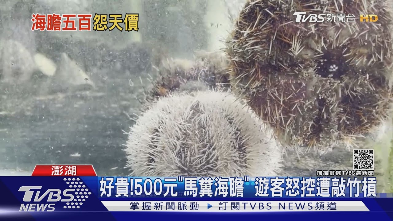好貴 500元 馬糞海膽 遊客怒控遭敲竹槓 Tvbs新聞 Youtube 好貴 500元 馬糞海膽 遊客怒控遭敲竹槓 Tvbs新聞 Youtube