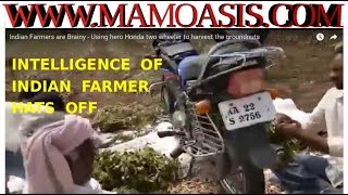 Groundnut Harvesting - Indian Farmers Are Brainy - Using Hero Honda Two Wheeler