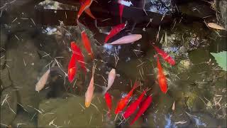 30 Min Best Work Music | Mesmerizing Koi Fish in Motion – Hikari & Shubunkin Beauty