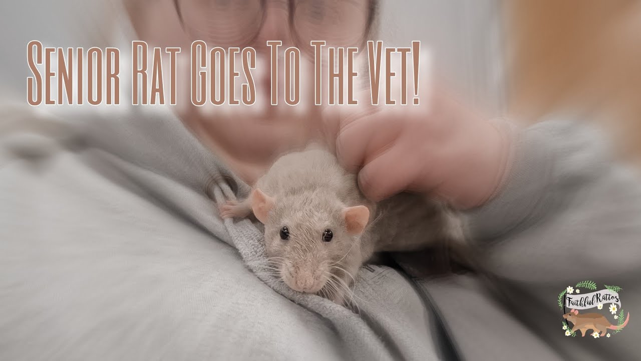 SENIOR RAT goes under GENERAL ANAESTHETIC | I Adopted a Lone Rat!🫶🏼🐀 ...