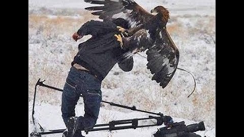 Top 5 Best Eagle Attacks On Human - HD
