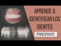 Cómo identificar los dientes | Odontologia Con Cri