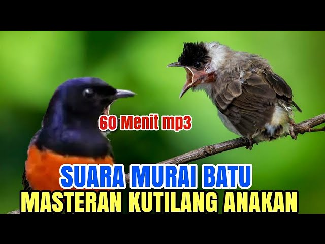 Kutilang isian - cocok buat masteran kutilang bahan SUARA MURAI BATU...!!! class=