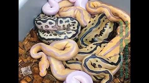 Python Snake Video #Python #Snake #Shorts #World_Snake_Shorts 🐉🐉😱😱