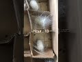 Amazing silkworm making cocoon