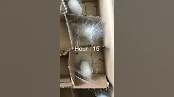 Amazing silkworm making cocoon #short