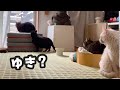 何もできなかった5日間。猫と過ごすだけの記録