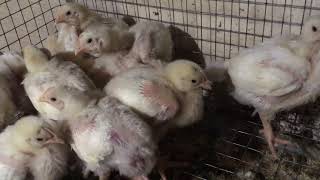 Цыплята бройлера Арбор Айкрес 16-17 дней. Содержание бройлеров в клетках.