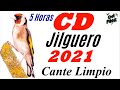 CD Canto Limpio del Jilguero 2021 | Chant chardonneret 2021 | 5 Horas