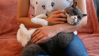 How to make your cat love you? Hanging out with British shorthair!