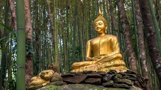 Buddha's Flute Music | Tranquil Forest