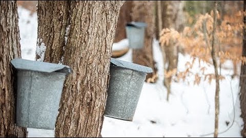 How to Make Maple Syrup PART 1 - Tapping The Tree (2012)