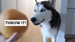 My dog can FETCH FRUIT!
