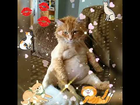 С днём кошек!