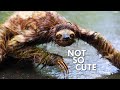 Sloths move so slowly that algae grows on their coats  animalogic wild