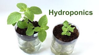 Hydroponics in a 2-Liter Soda Bottle – Science Project screenshot 3