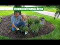 Ornamental Grass // Splitting And Planting 3 Types of Ornamental Fountain Grass