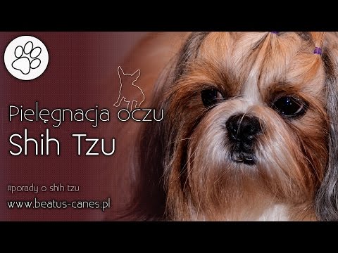 Wideo: Dlaczego Shih Tzu Mają łzawiące Oczy?