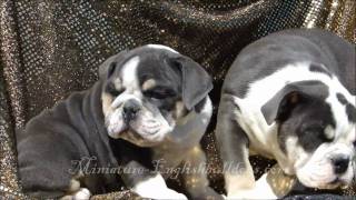 alapaha blue blood bulldog france