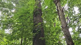 A Woodland Management Moment: Black Walnut in Pine Plantation