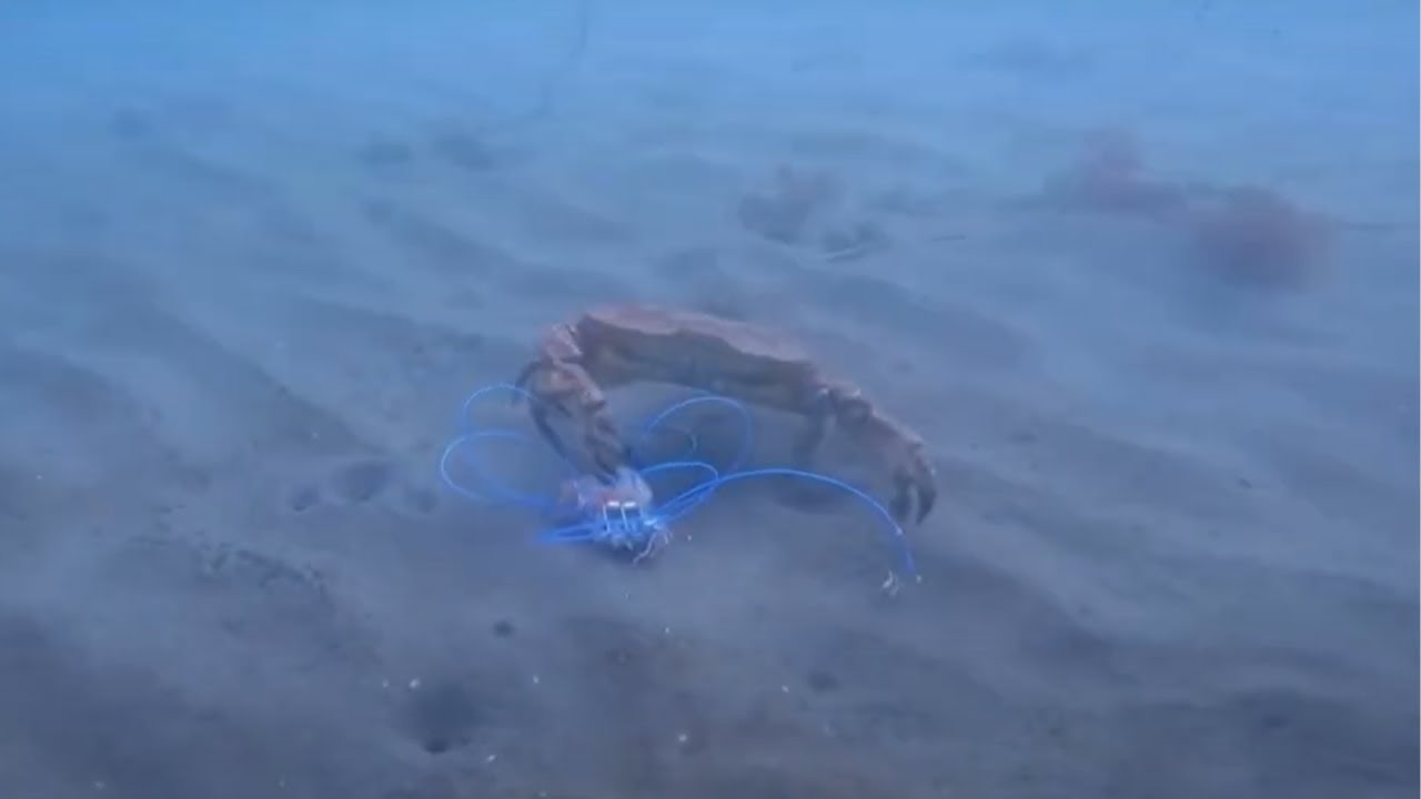 Underwater footage crab snare in action!