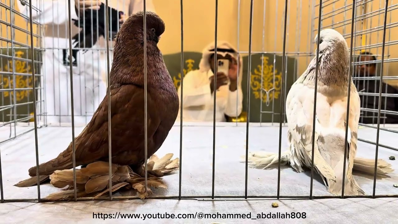 Old long face Grand champion Black Reserved khaki 2nd Reservd Red Saudi long face Club 6/2/2026