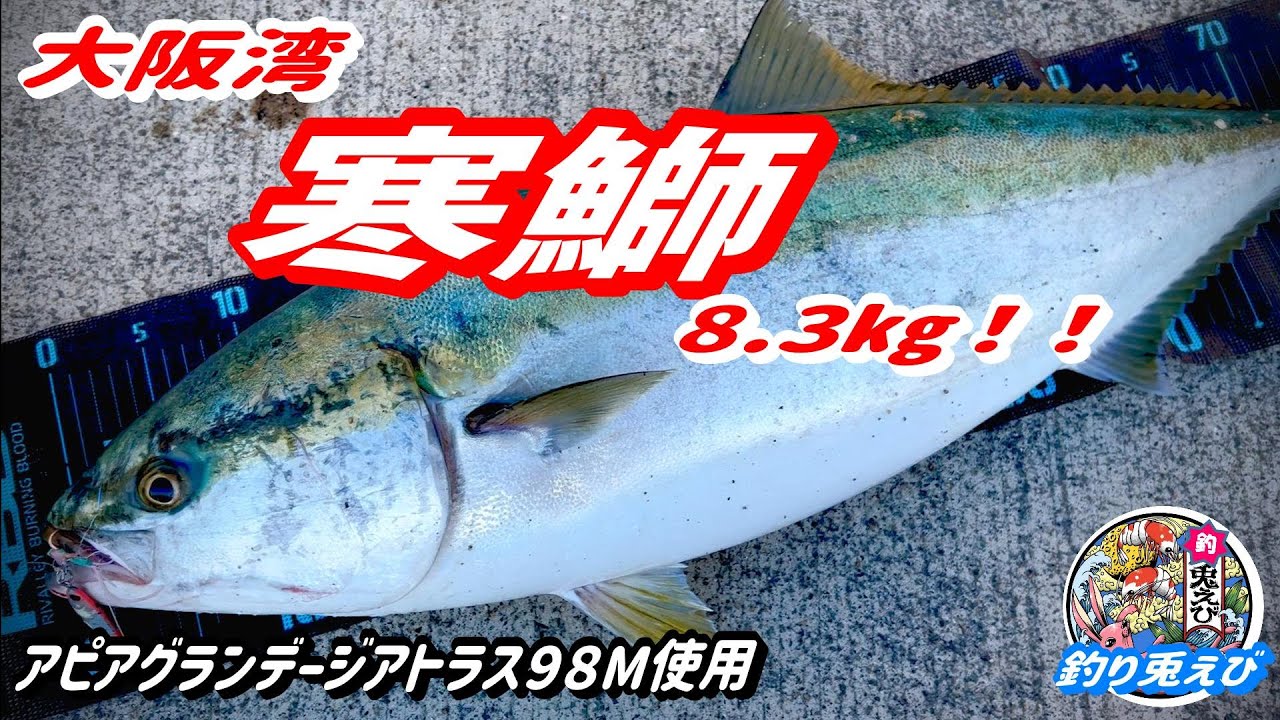 まだまだ狙える！！大阪湾【寒鰤】カンブリ8.3㎏