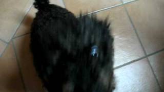 Hund Schluckt, Bevor Er Die Wurst Hat...