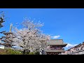 Cherry Blossoms at Senso-ji Temple Asakusa, Tokyo Japan | Sakura, Pagoda &amp; Skytree View