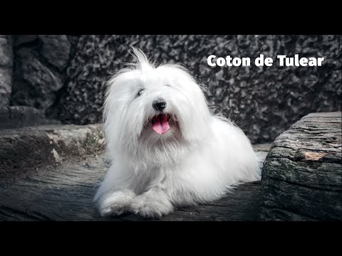 Video: Plemeno Psů Coton De Tulear Hypoalergenní, Zdraví A životnost