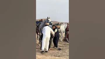 مشاء الله خيالة بلادي تيارت الجزائر الحمدلله الحفظ والسلامة 