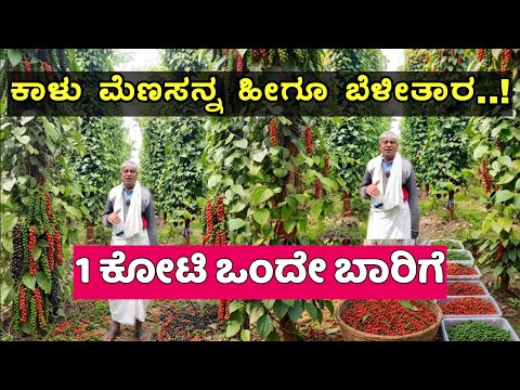 ವಿಟ್ಲಾಪುರದ ಸುಬ್ಬೇಗೌಡರ ಕಾಳು ಮೆಣಸು ತೋಟ || Pepper farm Tour