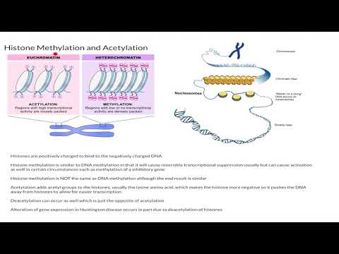 Video: Forskellen Mellem Acetylering Og Methylering