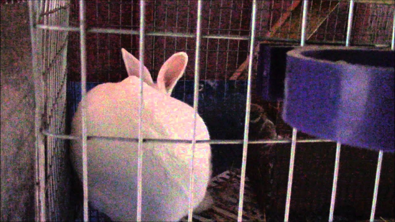 Rabit Nest Boxes and Preparing For Kindling - YouTube