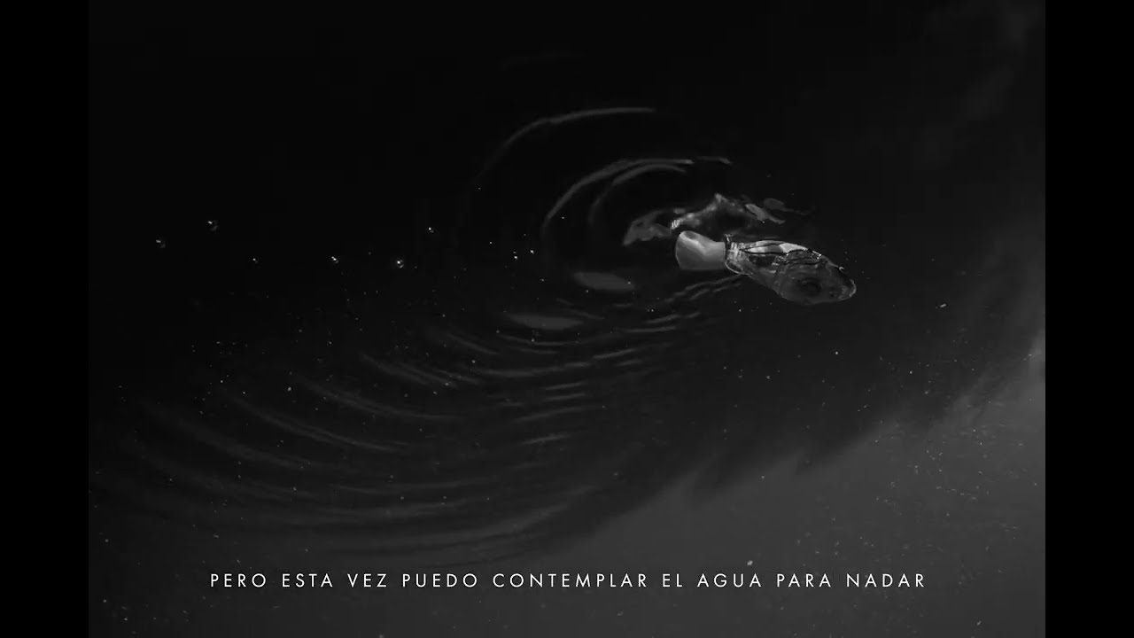 Javiera Mena - Pez en el Agua (Visualizer) bekijken op YouTube Javiera Mena - Pez en el Agua (Visualizer) bekijken op YouTube