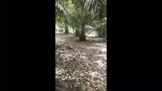 M.fauzi Rm50 - Gpol New Generetion