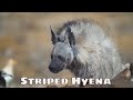 Striped Hyena breaks a leg! 4K / צבוע מפוספס / ضبع مخطط